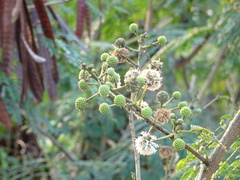 Leucaena leucocephala