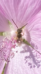Halictus tumulorum