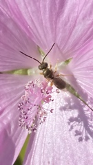 Halictus tumulorum