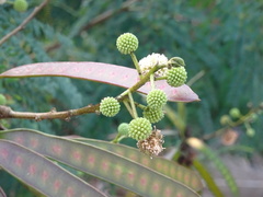 Leucaena leucocephala