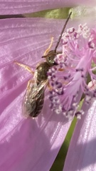 Halictus tumulorum