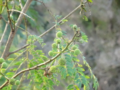 Leucaena leucocephala