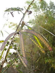 Leucaena leucocephala