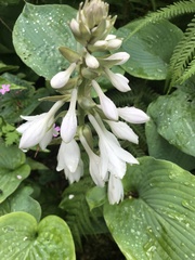 Hosta plantaginea