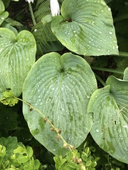 Hosta plantaginea