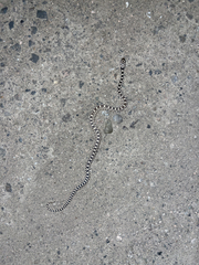 Pituophis catenifer deserticola