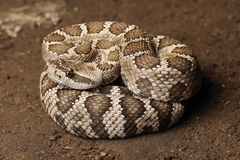 Crotalus oreganus oreganus