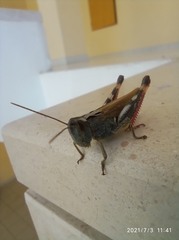 Chorthippus binotatus