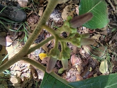 Solanum aturense
