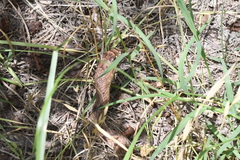 Masticophis flagellum testaceus