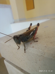 Chorthippus binotatus