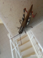 Chorthippus binotatus