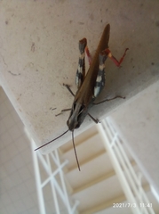 Chorthippus binotatus