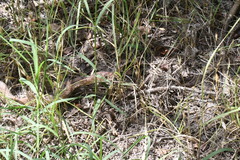 Masticophis flagellum testaceus