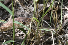 Masticophis flagellum testaceus