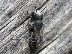 Osmia caerulescens