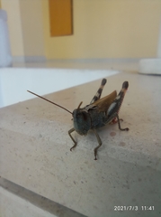 Chorthippus binotatus