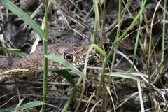 Masticophis flagellum testaceus