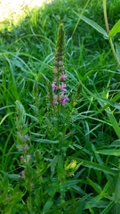 Lythrum salicaria