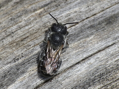 Osmia caerulescens