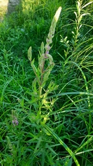Lythrum salicaria