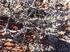 Caroxylon calluna