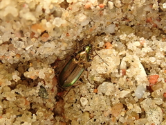 Agonum marginatum
