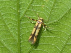 Stathmopoda pedella