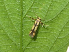 Stathmopoda pedella