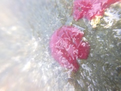 Homotrema rubrum