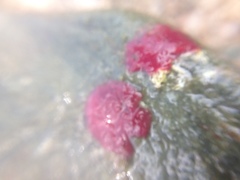 Homotrema rubrum