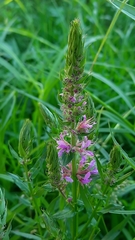 Lythrum salicaria