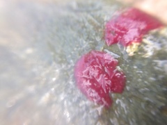 Homotrema rubrum