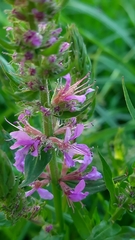 Lythrum salicaria