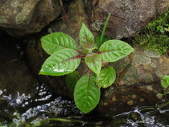Fuchsia boliviana