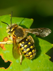 Anthidium loti