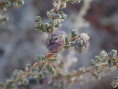 Caroxylon calluna