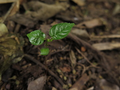 Frangula sphaerosperma