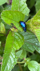 Chrysomelidae