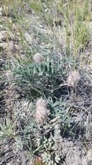 Astragalus laguroides