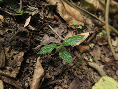 Varronia cylindrostachya