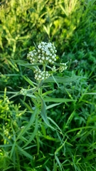 Achillea salicifolia