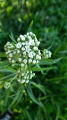 Achillea salicifolia