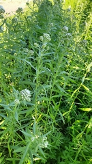 Achillea salicifolia