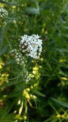 Achillea salicifolia