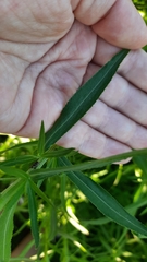 Achillea salicifolia