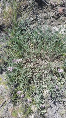 Astragalus scaberrimus
