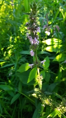 Stachys palustris
