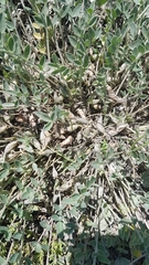 Astragalus scaberrimus