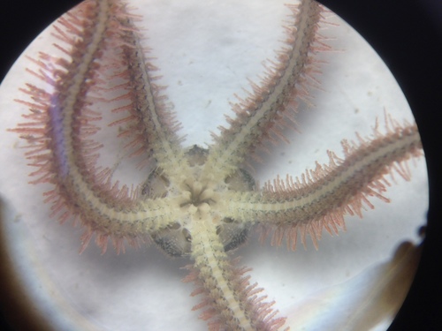 photo of Brittle Stars (Ophiuroidea)
